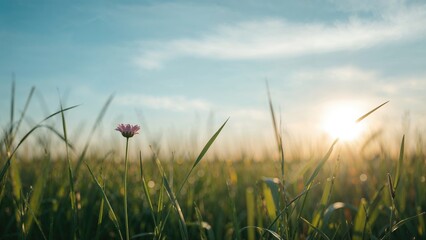 Sunshine on Grass with Blurred Focus