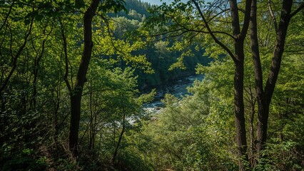 Fototapeta premium Radiant Sunlight Beaming Through Leafy Forest Near a Waterway