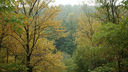 Obraz premium Yellow and green foliage layers composing a forest scene