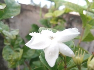 Obraz premium Beautiful jasmine bloom captured with shallow depth of field and water droplets. 