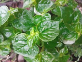 Herbal plant with glossy green leaves, widely used in traditional medicine and organic cooking.