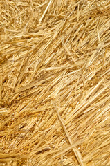 Close-up of dry straw texture under sunlight. Agricultural natural background with space for text. Mockup stage template. Harvest and farming concept