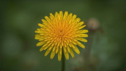 Lovely spring dandelion blossom in nature