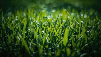 Macro shot of fresh green grass