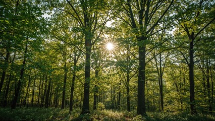 Obraz premium Natural Scene of Green Trees Under Bright Sunlight