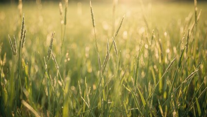 Macro photography capturing sunlit grass shoots with detailed texture