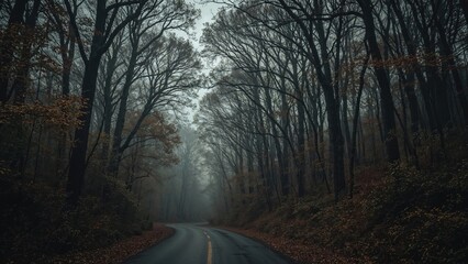 Overcast wooded area with a trail