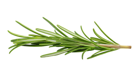 Fototapeta premium Isolated Rosemary Sprig