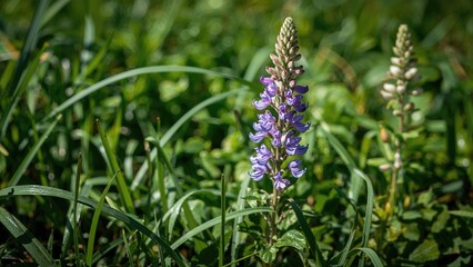Salvia Plant Thriving in a Backyard