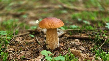 Boletus mushroom in the summer forest 