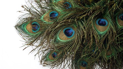 Obraz premium Bright peacock feathers isolated on a white field - Festivity