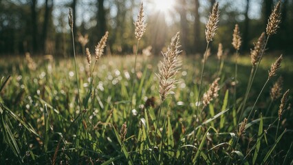 Sunlit tiny wild vegetation close-up, bright and soothing backdrop, abstract summer nature scene with trees and leaves