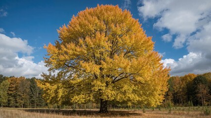 Fototapeta premium High deciduous tree with golden foliage during fall under a clear blue sky