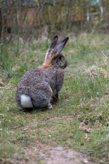 rabbit in the grass