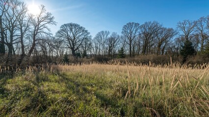 Obraz premium Bright Winter Field and Woodland Featuring Leafless Trees and Bushes Under a Clear Blue Sky in a Nature Reserve