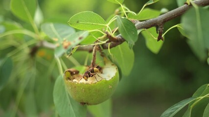 European hornet, Vespa crabro, eating pear