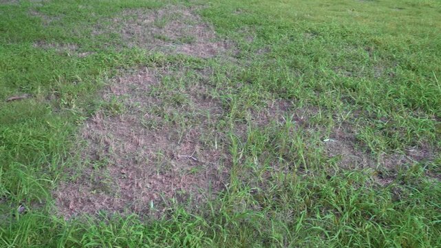 Lawn in poor condition. Green and brown spoiled grass. Lack of lawn care and maintenance of lawn covering.