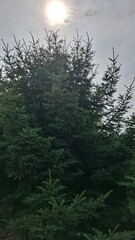 a spruce tree against a cloudy sky, with the sun peeking through the clouds. A spruce is a coniferous evergreen tree with a beautiful crown.