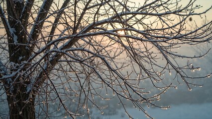 Cold season imagery showing snowy branches of a tree without leaves