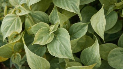 Smooth leaf textures, excellent for a backdrop.