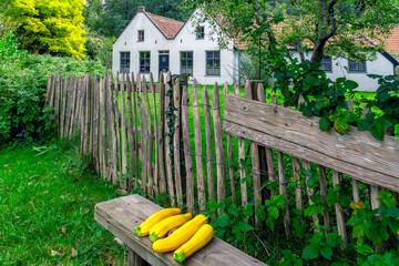 Four yellow zucchini lie on a bench in front of cute white houses on the island of Terschelling