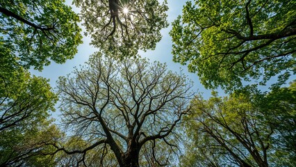 Obraz premium Looking up at leafy branches