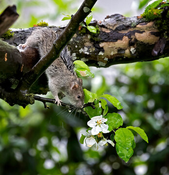 brown rat in a fruit tree on a rainy day