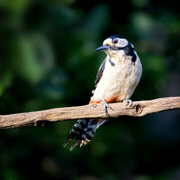 Close-up of a great spotted woodpecker sitting on a branch
