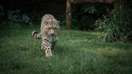 Snow Leopard walking in the grassy area at the wildlife park.