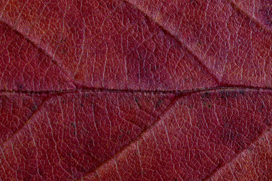 extreme close-up of the texture of an redish brown autumn leaf
