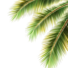 Fototapeta premium Close-up of palm fronds, vibrant green and yellow
