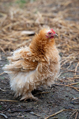 little chicken in the farm