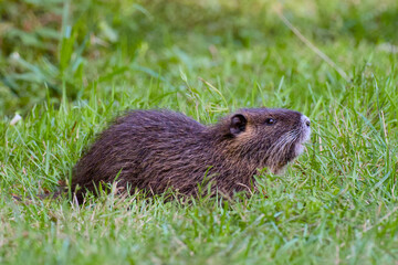 cute nutria is captured close-up while eating grass in its natural habitat