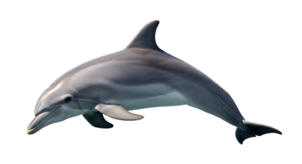 Isolated Dolphin