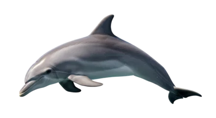Fototapete Delphin Isolated Dolphin  © Johanna