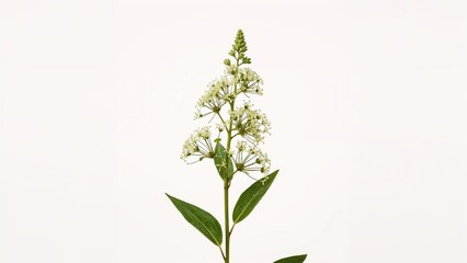 Stem of ornamental plant on a white background