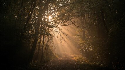 Naklejka premium Sunlight streaming through the canopy in the forest