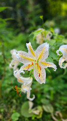 Close up of the beautiful golden rayed lilies in Takao mountain