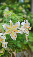 Close up of the beautiful golden rayed lilies in Takao mountain