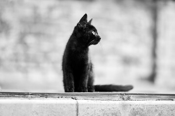 A black cat with a focused gaze sits elegantly in this black and white photo.
