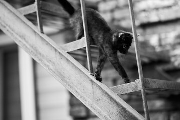A black cat carefully makes its way down a metal staircase in a monochrome scene.
