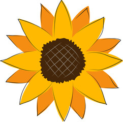 sunflower isolated on white background