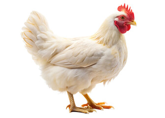 Fototapeta premium Healthy organic roaming natural white and village chicken isolated on white background