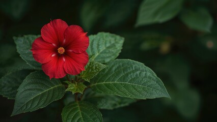 Vibrant Red Flower Nestled in Green Leaves