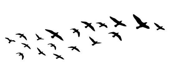A flock of black bird silhouettes flying in formation across a white background, creating a sense of movement and freedom.