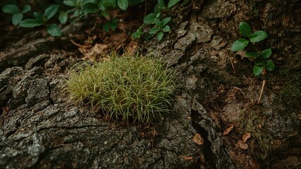 Green moss growing on old tree bark, natural wood surface with leaves and new growth
