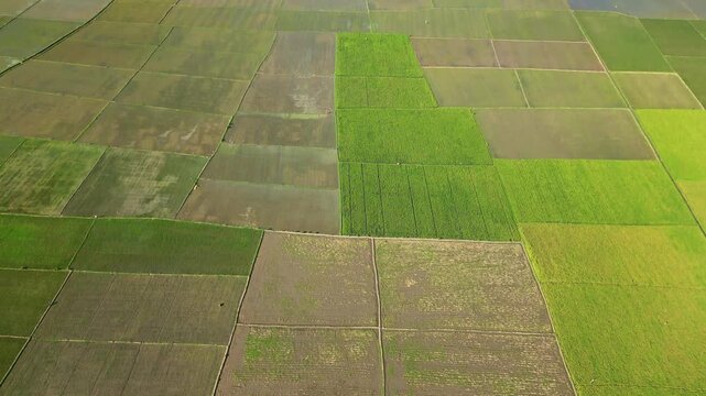 Aerial view of neatly patterned rice paddies displaying a rich tapestry of greens and browns, creating an intricate patchwork quilt, Jember, Jember Regency, Indonesia.