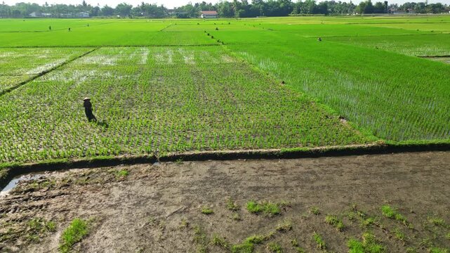 Aerial view of lush green rice paddy fields, with farmer tending to crops under the sun, Jember, Jember Regency, Indonesia.