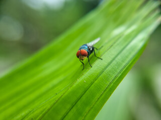 Close-up of a fly perched on a leaf, a fly on a green leaf, an insect. Abstract green texture, nature green tone background.
