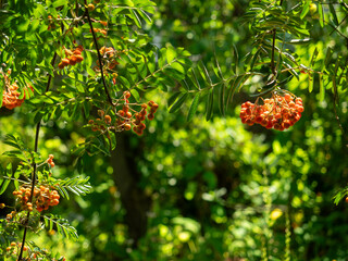 Rowan tree with red berries 